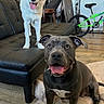 dog, dogs, white_dog, dark_dog, pointy_ears, floppy_ears, sitting, standing, smiling, open_mouth, tongue, indoor, living_room, leather_chair, cushion, bicycle, television, wood_floor, pet_portrait, companion_animals