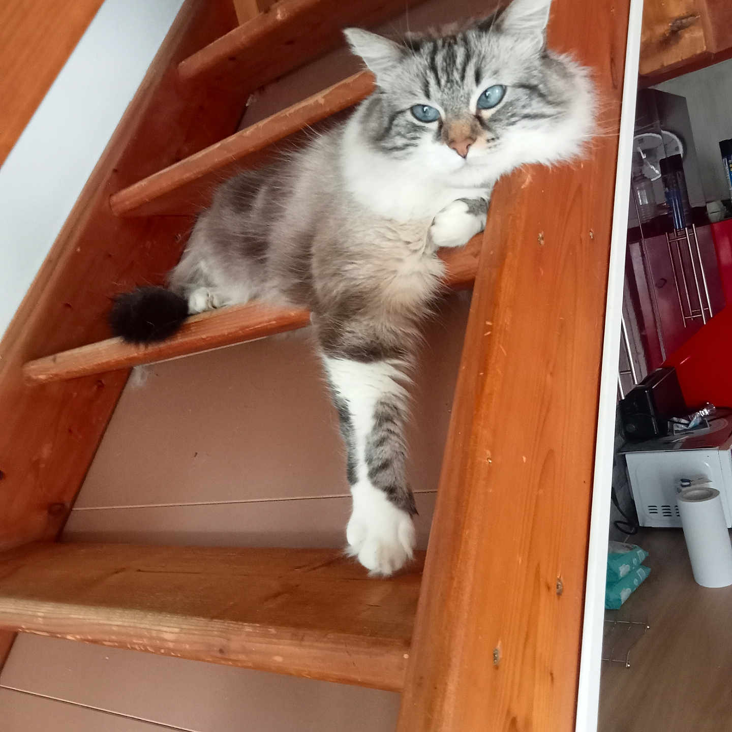 Bounty participe au concours pour gagner de l'argent avec cette photo : animal, architecture, bookcase, building, cat, closet, cupboard, drawer, furniture, handrail, hardwood, house, housing, kitten, pet, plywood, shelf, stainedwood, staircase, wood