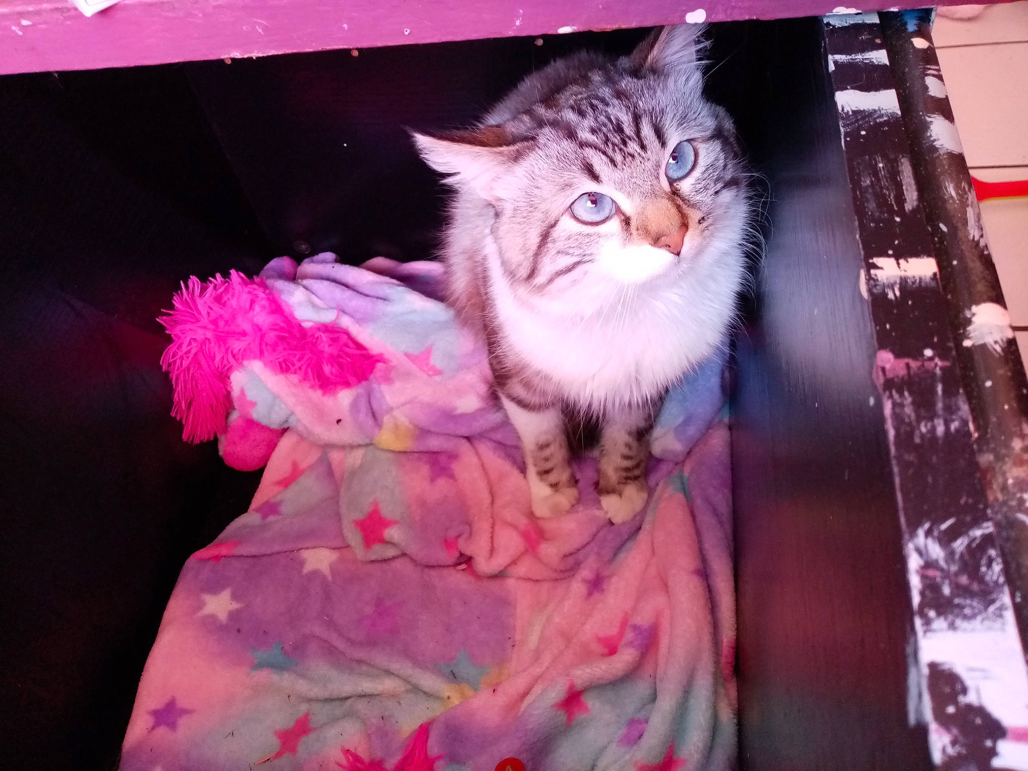 Bounty participe au concours pour gagner de l'argent avec cette photo : american_curl, asian, carnivore, cat, european_shorthair, felidae, fur, kitten, maine_coon, norwegian_forest_cat, pink, pixie_bob, ragamuffin, siberian, small_to_medium_sized_cats, tabby_cat, textile, whiskers