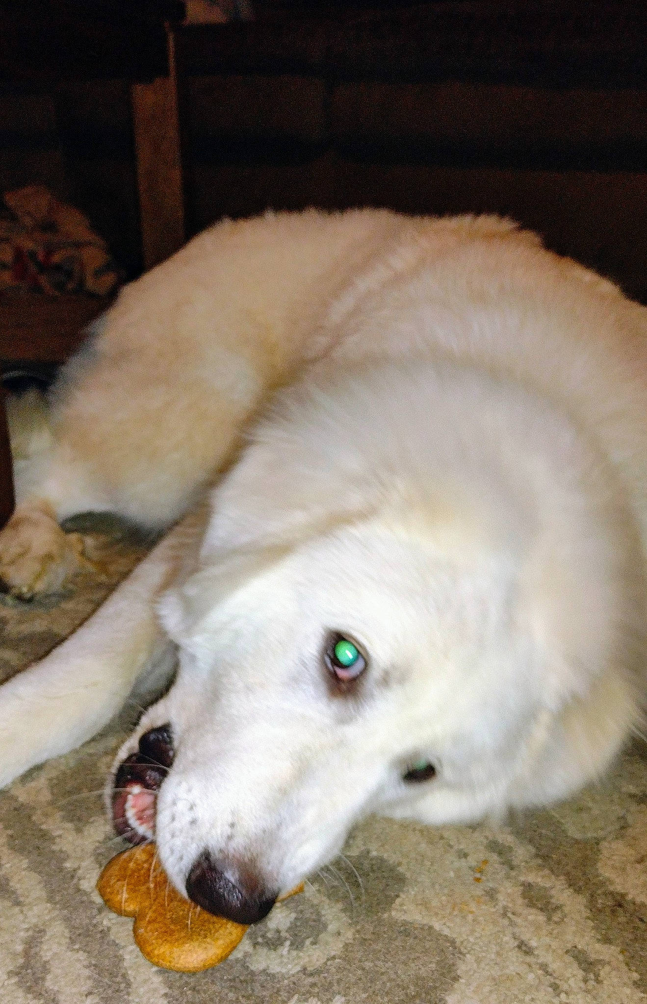 Lincoln joined the competition — help win amazing prizes! canidae, carnivore, companion_dog, dog, dog_breed, dog_supply, dog_toy, fang, fawn, fur, livestock_guardian_dog, paw, pet_supply, snout, sporting_group, tail, terrestrial_animal, volpino_italiano, whiskers, working_animal