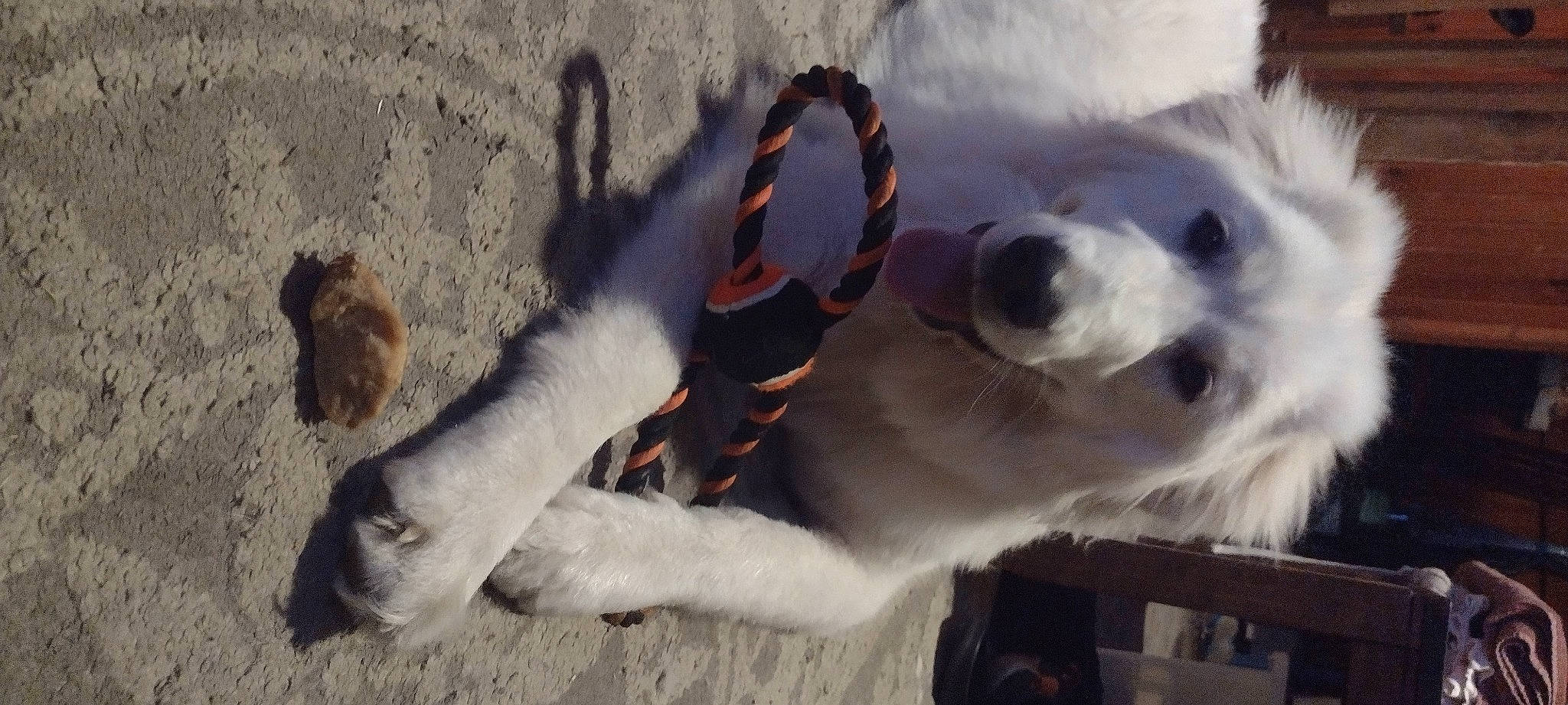 Lincoln is registered to the contest to win money with this photo: canidae, carnivore, collar, companion_dog, dog, dog_breed, dog_collar, fang, fur, herding_dog, indian_spitz, japanese_spitz, paw, shadow, snout, sporting_group, tail, whiskers, winter, working_animal