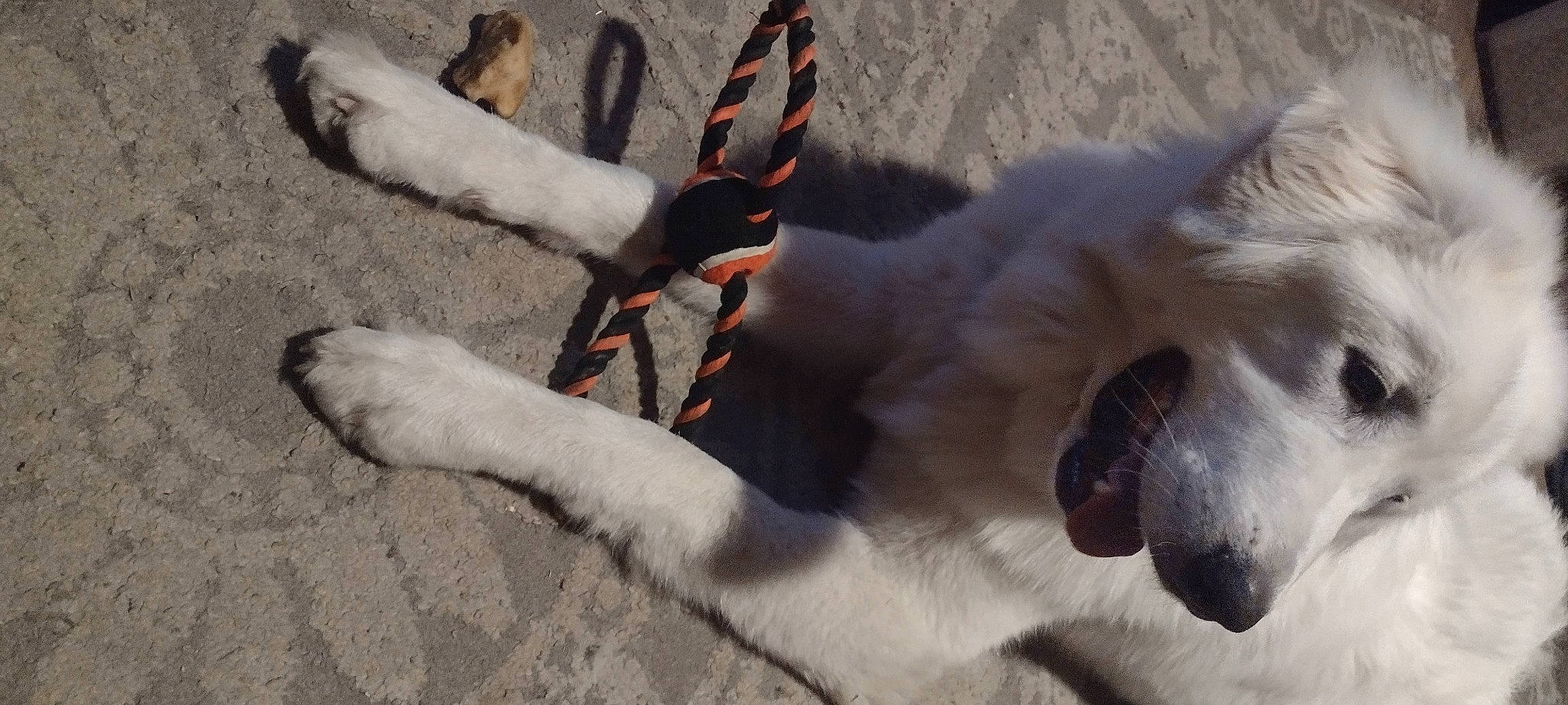 Lincoln joined the competition — help win amazing prizes! carmine, carnivore, companion_dog, dog, dog_breed, event, fawn, feather, freezing, fur, gesture, human_leg, paw, shadow, small_to_medium_sized_cats, tail, whiskers, wing, winter, working_animal