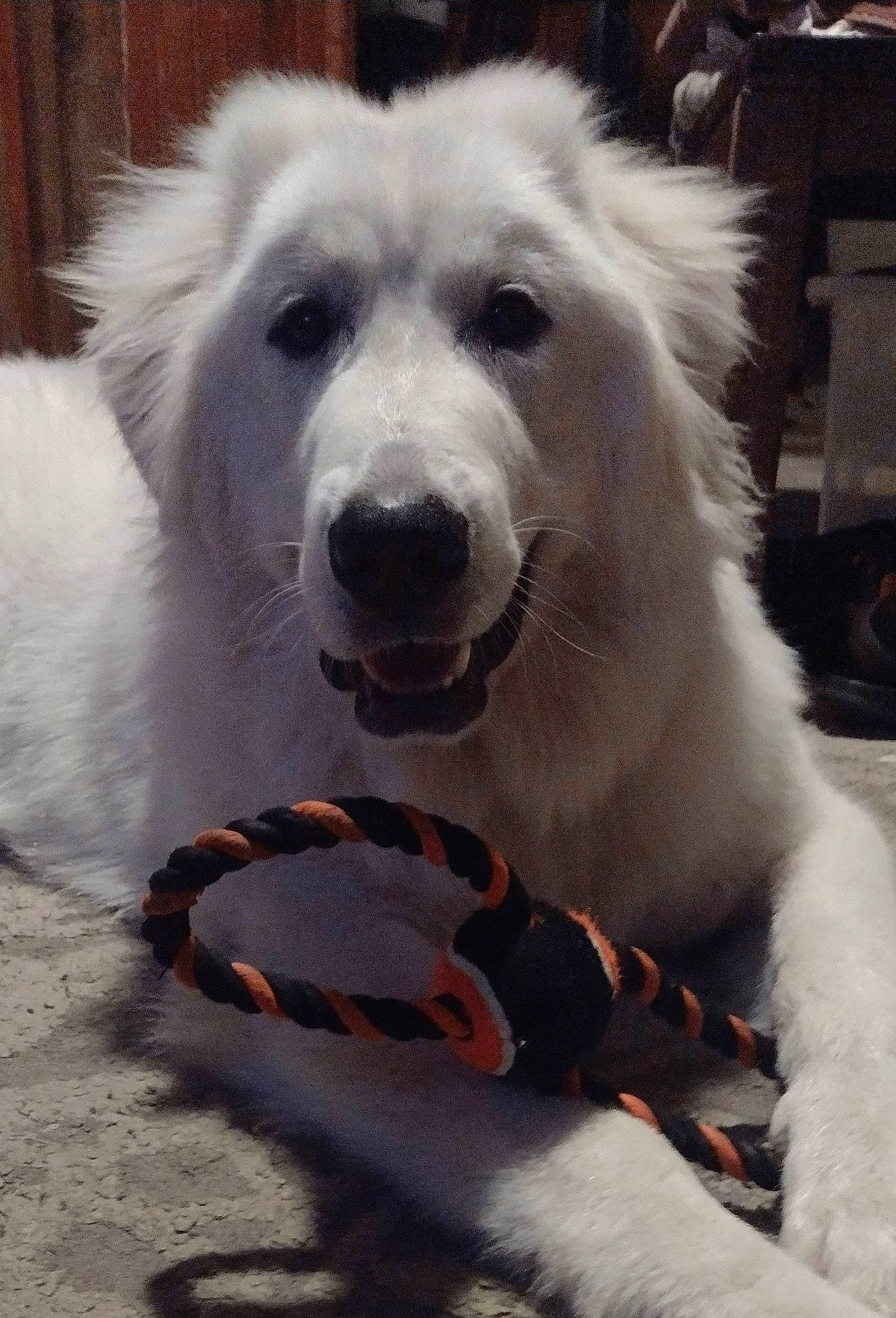 Lincoln is registered to the contest to win money with this photo: american_eskimo_dog, canidae, carnivore, companion_dog, dog, dog_breed, dog_collar, fang, fur, great_pyrenees, happy, jaw, kuvasz, maremma_sheepdog, non_sporting_group, snout, sporting_group, whiskers, working_animal, working_dog
