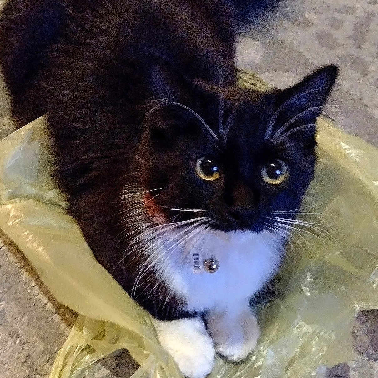 Gypsy joined the competition — help win amazing prizes! black_cat, carnivore, cat, claw, curious, domestic_short_haired_cat, electric_blue, felidae, foot, fur, grass, paw, small_to_medium_sized_cats, snout, tail, terrestrial_animal, whiskers