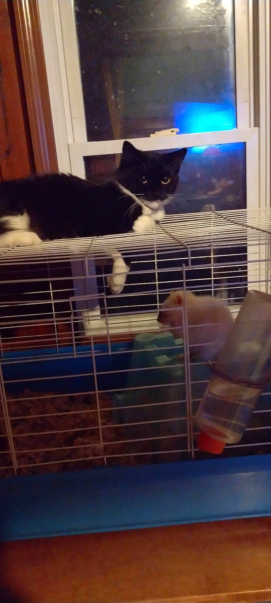 Gypsy joined the competition — help win amazing prizes! animal_shelter, cage, carnivore, cat, felidae, flooring, gas, light, line, major_appliance, mammal, mesh, pet_supply, service, small_to_medium_sized_cats, snapshot, snout, tail, vertebrate, whiskers