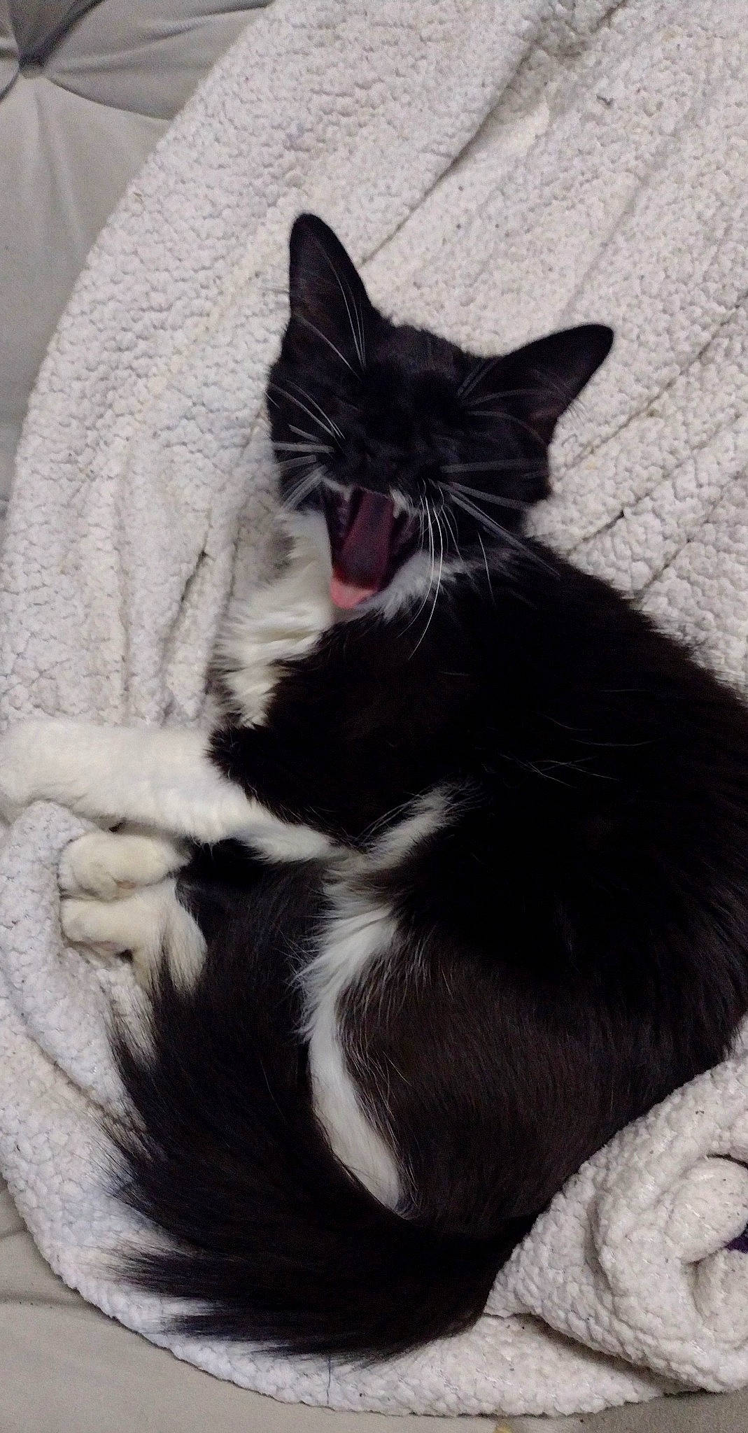 Gypsy joined the competition — help win amazing prizes! black_cat, carnivore, cat, claw, comfort, domestic_short_haired_cat, eye, felidae, foot, fur, grey, head, human_leg, leg, paw, sitting, small_to_medium_sized_cats, snout, tail, whiskers