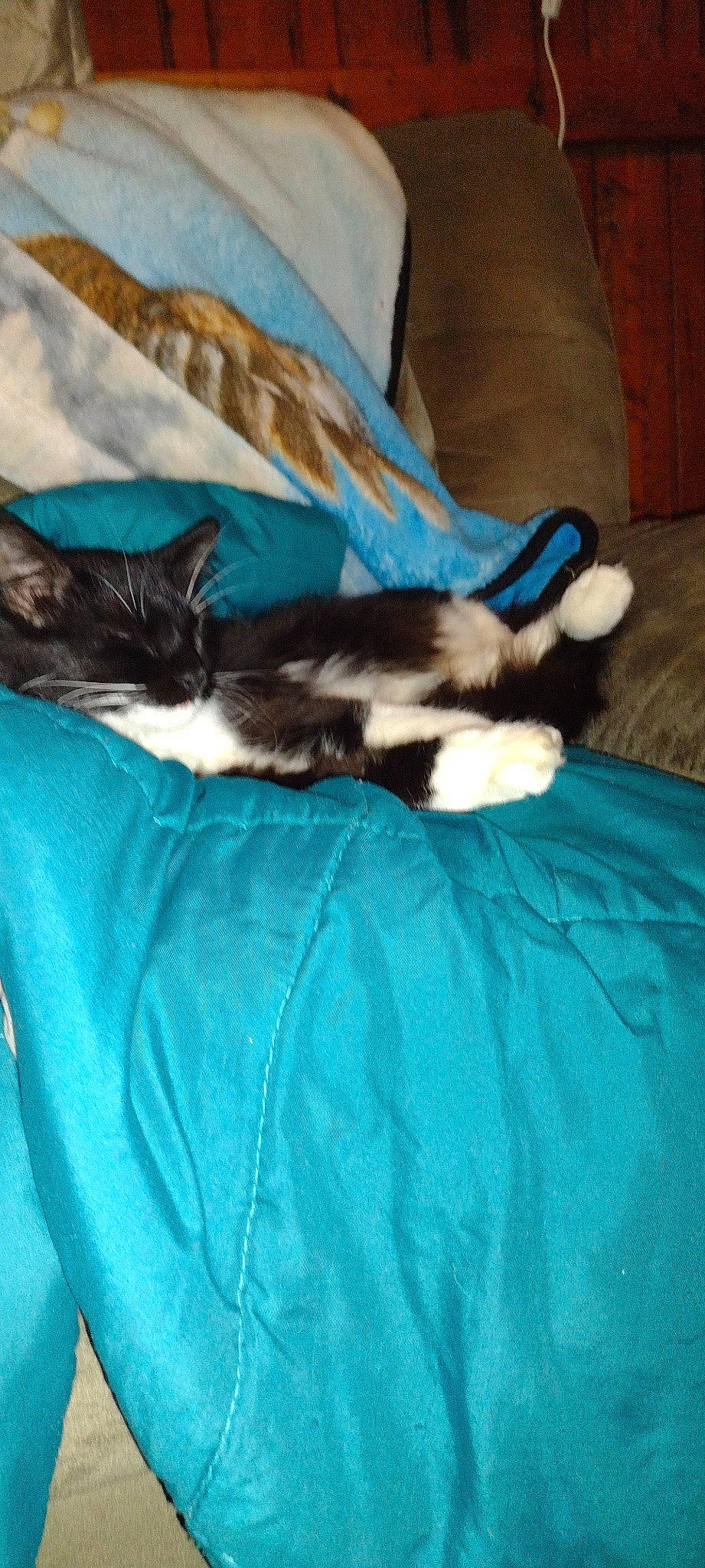 Gypsy joined the competition — help win amazing prizes! carnivore, cat, comfort, couch, dog_breed, domestic_short_haired_cat, electric_blue, felidae, fur, hardwood, human_leg, linens, nap, room, small_to_medium_sized_cats, snout, tail, textile, whiskers, wood