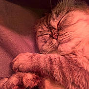 Pacha participe au concours pour gagner de l'argent avec cette photo : animal, cat, close_up, cozy, cuddle, cute, domestic_animal, feline, fur, indoors, mammal, paw, peaceful, pet, pink_tint, relaxation, resting, sleeping, soft_light, whiskers