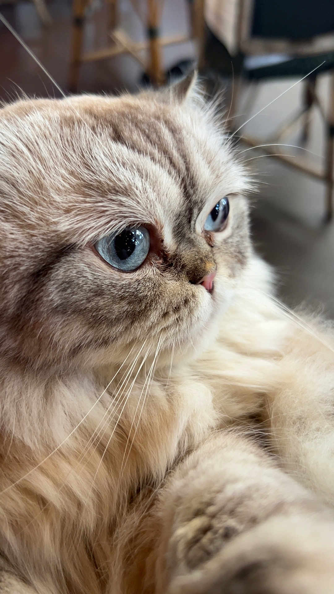 Pacha a rejoint le concours — aidez-le/la à gagner de superbes lots ! animal, blue_eyes, cat, close_up, cute, domestic_animal, domestic_cat, face, feline, fluffy, furry, indoor, muzzle, nose, pet, portrait, relaxed, soft_fur, whisker, whiskers
