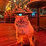 animal, brown, cat, chairs, cozy, empty_cafe, fluffy, fur, furniture, indoor, lamp, orange_tones, pet, quiet, reflection, sitting, stacked_chairs, warm_lighting, window, wooden_floor