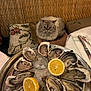 Pacha a rejoint le concours — aidez-le/la à gagner de superbes lots ! animal, background, cat, curious, cushion, cutlery, dining, fluffy_cat, food, ice, indoor, lemon, lemon_halves, napkin, oysters, pet, plate, restaurant, seafood, table