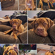 Rosie is registered to the contest to win money with this photo: dog, brown_dog, black_dog, couch, carpet, person, face, indoor, living_room, christmas_tree, blanket, relaxing, sleeping, pet, furniture, home, carpeted_floor, casual, portrait, interaction