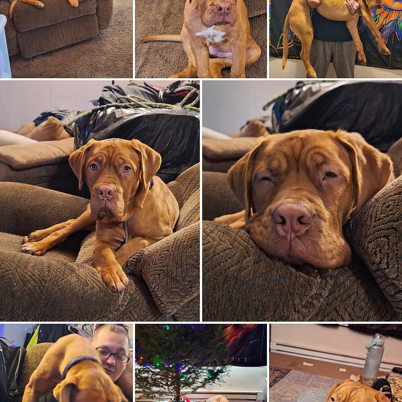 Rosie
