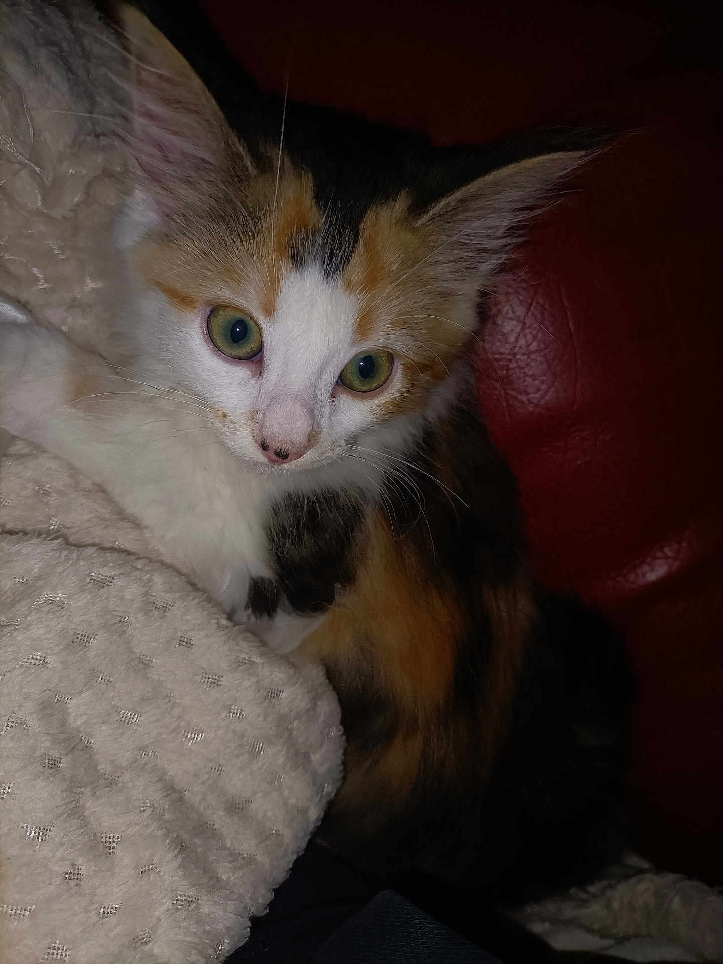 Mimi a rejoint le concours — aidez-le/la à gagner de superbes lots ! animal, blanket, calico, cat, close_up, cozy, curious, cute, feline, fur, green_eyes, indoor, kitten, pet, red_leather, resting, small, texture, whiskers, young