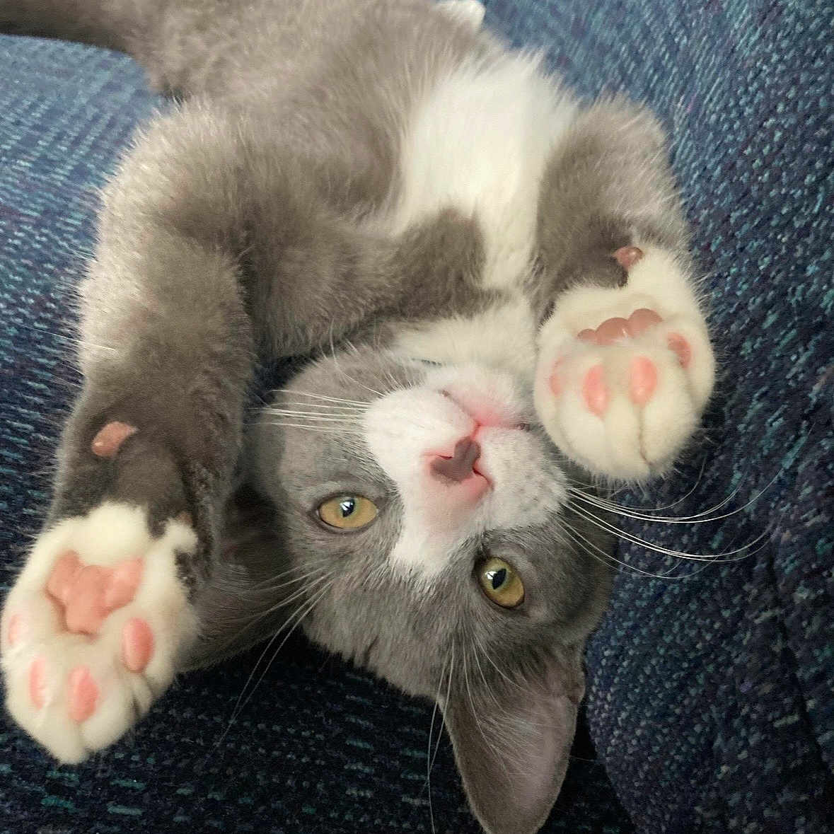 Blu