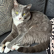Blu joined the competition — help win amazing prizes! cat, grey_cat, yellow_eyes, white_paws, couch, cushion, patterned_cushion, leopard_print_blanket, indoor, pet, feline, relaxed, close_up, fur, whiskers, tail, domestic_animal, resting, household, cozy