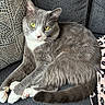 cat, grey_cat, yellow_eyes, white_paws, couch, cushion, patterned_cushion, leopard_print_blanket, indoor, pet, feline, relaxed, close_up, fur, whiskers, tail, domestic_animal, resting, household, cozy