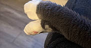 Blu is registered to the contest to win money with this photo: cat, paw, furry, grey, white, close_up, couch, indoor, floor, wooden_floor, pet, animal, soft, relaxing, domestic, feline, cute, cozy, resting, home