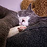 Blu is registered to the contest to win money with this photo: cat, sleeping, gray_cat, white_paws, closeup, pet, cozy, indoor, fur, whiskers, teddy_bear, soft_texture, resting, cute, nap, animal, domestic_cat, peaceful, pink_nose, feline