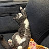 Blu joined the competition — help win amazing prizes! cat, gray_cat, white_paws, stretching, lying_down, couch, blanket, indoor, pet, feline, relaxed, cozy, home, window_sill, soft_fur, playful, resting, pink_blanket, orange_blanket, domestic_animal