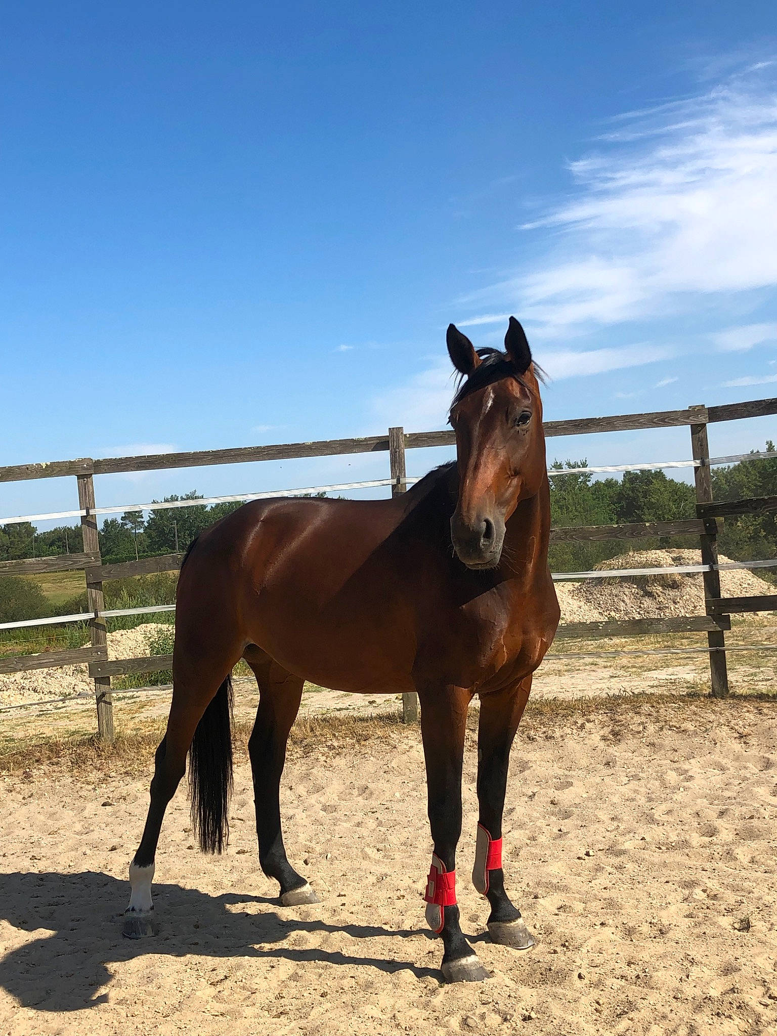 Fiesta a rejoint le concours — aidez-le/la à gagner de superbes lots ! colt, farm, horse, horse_supplies, horse_tack, landscape, liver, livestock, mammal, mane, mare, mustang_horse, pack_animal, pasture, ranch, rein, sky, sorrel, stallion, vertebrate
