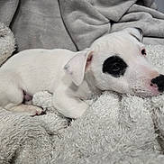 Réglisse participe au concours pour gagner de l'argent avec cette photo : puppy, dog, white, black_patch, blanket, cozy, sleepy, fur, pet, cute, snuggle, resting, indoor, soft, animal, young, relaxing, closeup, companion, adorable