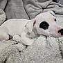 puppy, dog, white, black_patch, blanket, cozy, sleepy, fur, pet, cute, snuggle, resting, indoor, soft, animal, young, relaxing, closeup, companion, adorable