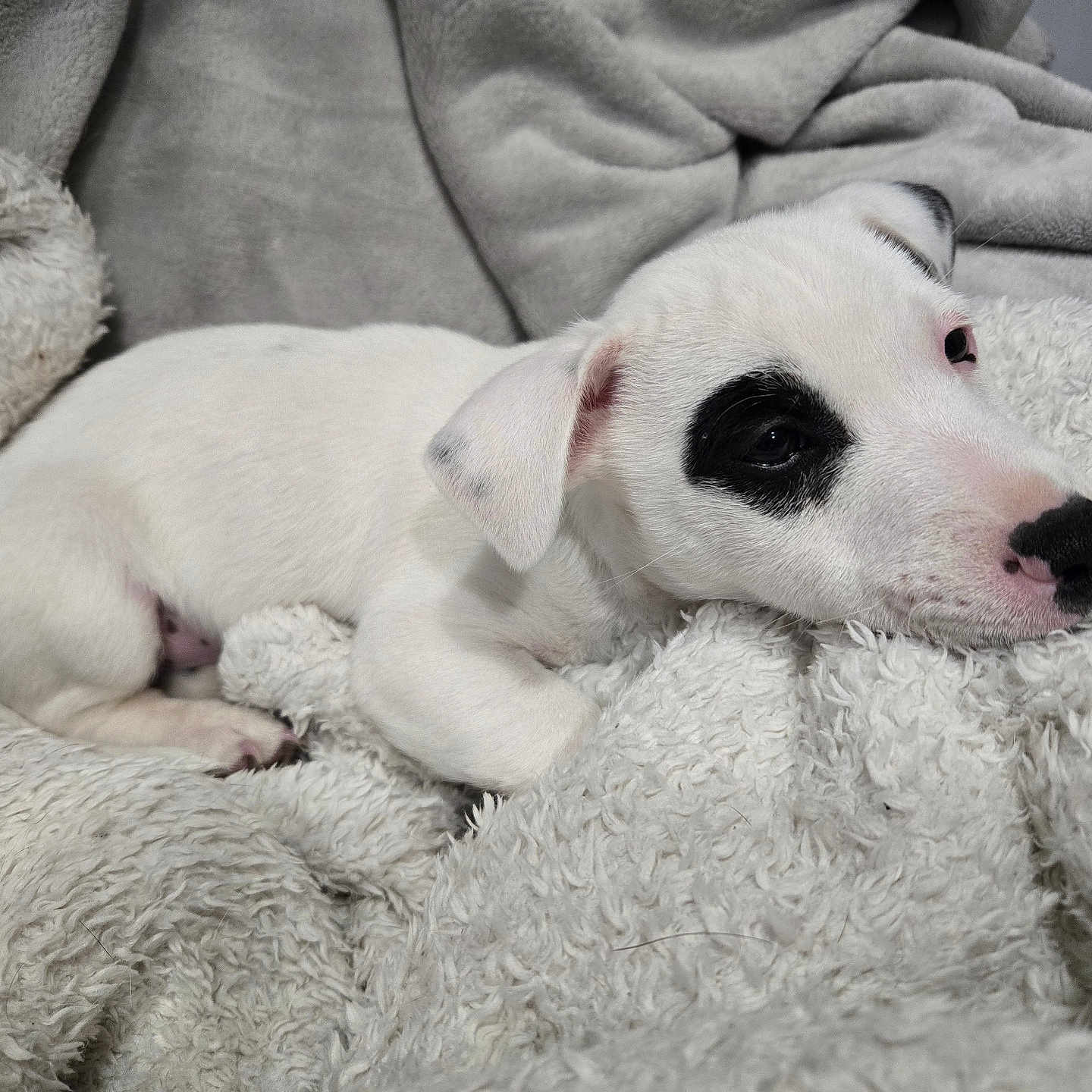 Réglisse participe au concours pour gagner de l'argent avec cette photo : adorable, animal, black_patch, blanket, closeup, companion, cozy, cute, dog, fur, indoor, pet, puppy, relaxing, resting, sleepy, snuggle, soft, white, young