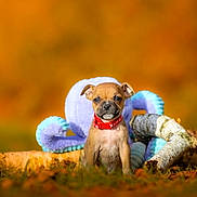 Aïko participe au concours pour gagner de l'argent avec cette photo : puppy, dog, grass, autumn, plush_toy, octopus_toy, birch_logs, collar, outdoor, nature, cute, small_dog, brown_fur, red_collar, animal, young, sunlight, fall_leaves, portrait, background_blur