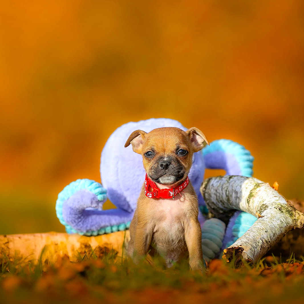 Aïko participe au concours pour gagner de l'argent avec cette photo : animal, autumn, background_blur, birch_logs, brown_fur, collar, cute, dog, fall_leaves, grass, nature, octopus_toy, outdoor, plush_toy, portrait, puppy, red_collar, small_dog, sunlight, young