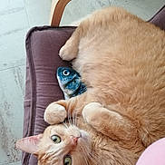 Wifi a rejoint le concours — aidez-le/la à gagner de superbes lots ! abyssinian, animal, architecture, armchair, building, cat, chair, couch, cushion, furniture, homedecor, indoors, interiordesign, kitten, livingroom, manx, person, pet, room, wood