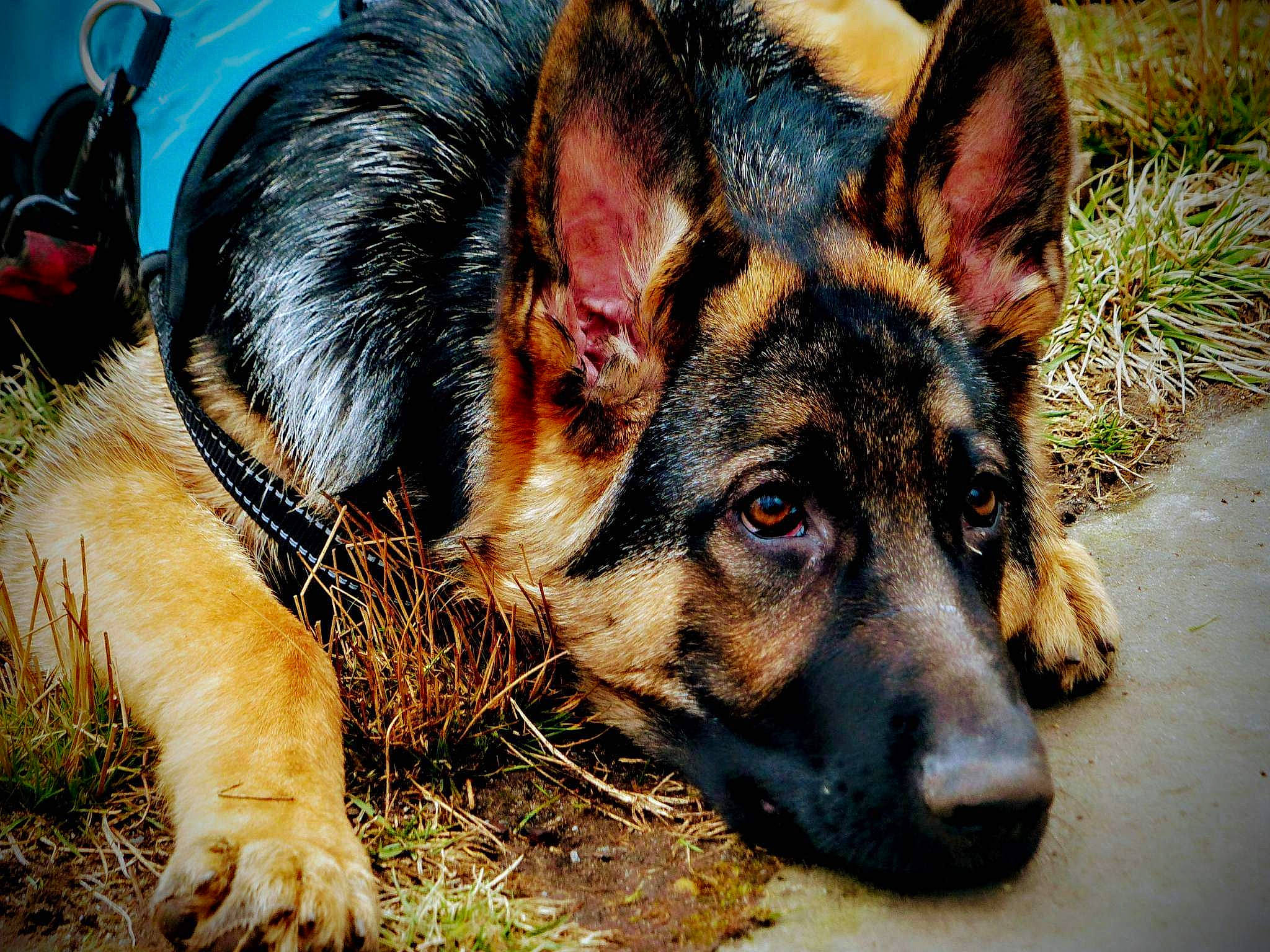 Ludo is registered to the contest to win money with this photo: bag, canidae, carnivore, dog, dog_breed, eye, fawn, fur, german_shepherd_dog, grass, herding_dog, luggage_and_bags, old_german_shepherd_dog, plant, snout, sporting_group, terrestrial_animal, whiskers, wildlife, working_dog