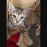 animal, blanket, cat, closeup, cozy, cute, domestic_animal, ears, eyes, feline, fur, indoor, kitten, paw, pet, resting, tabby, whiskers, wooden_box, young