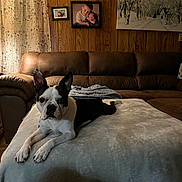 Rubyann is registered to the contest to win money with this photo: dog, boston_terrier, pet, couch, blanket, indoor, living_room, wood_paneling, portrait_photographs, painting, curtains, relaxing, animal, canine, fur, ears, face, home_decor, furniture, cozy
