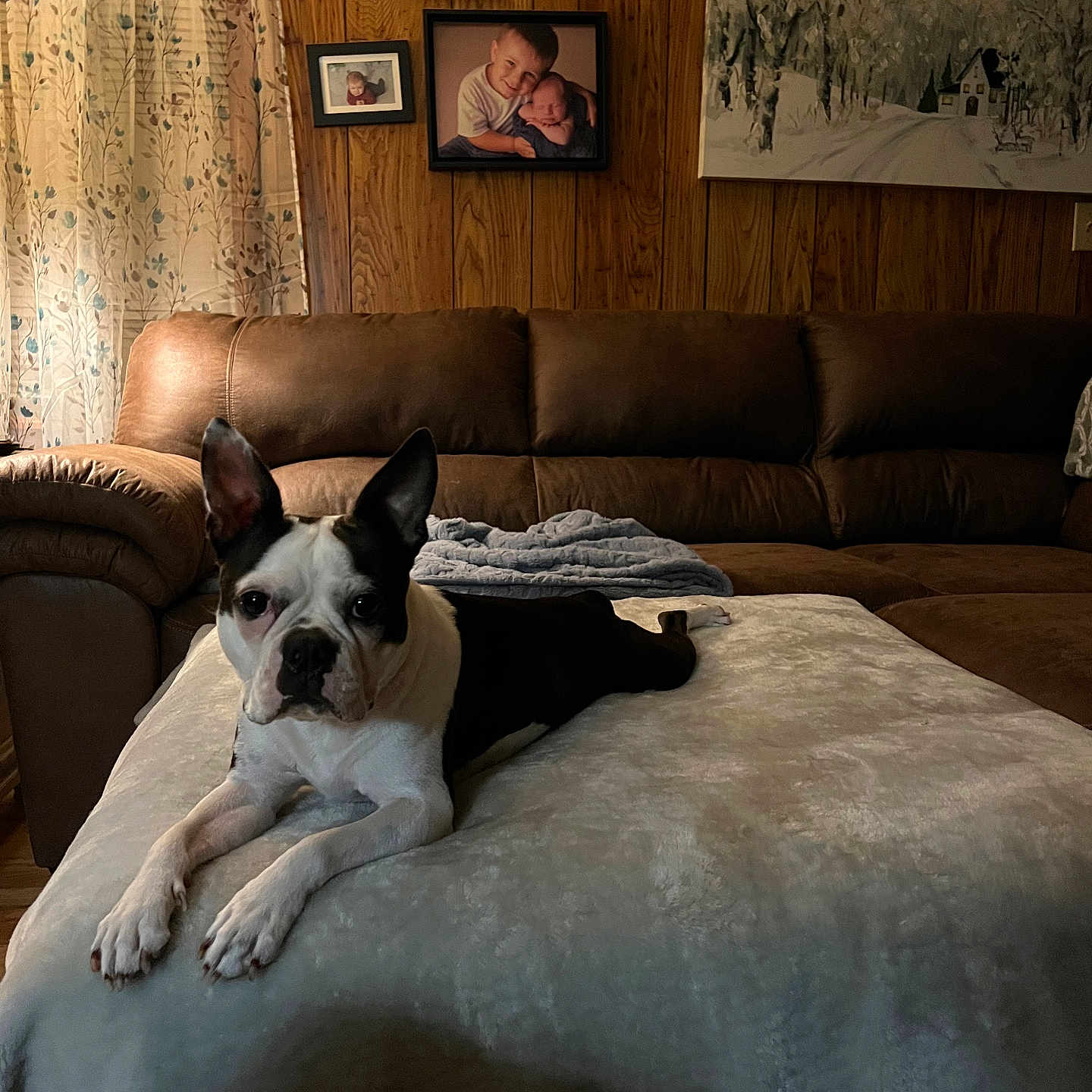 Rubyann is registered to the contest to win money with this photo: dog, boston_terrier, pet, couch, blanket, indoor, living_room, wood_paneling, portrait_photographs, painting, curtains, relaxing, animal, canine, fur, ears, face, home_decor, furniture, cozy