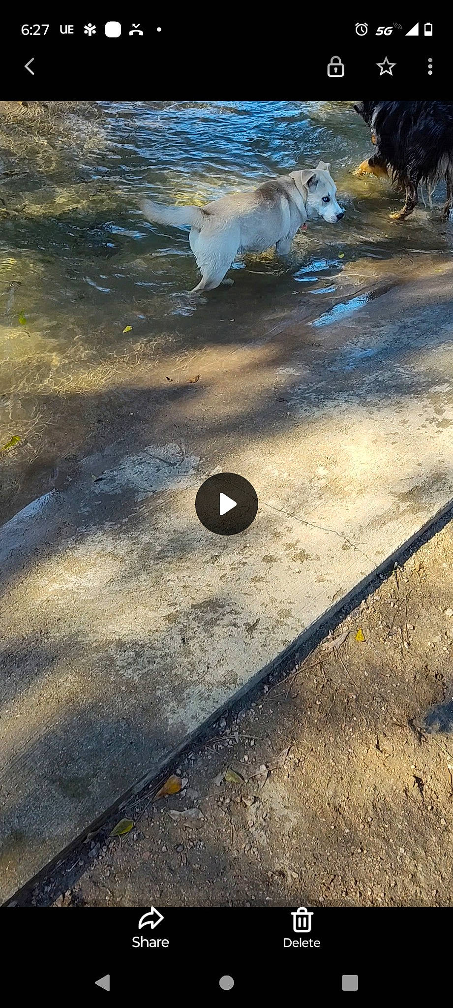 Jasper joined the competition — help win amazing prizes! asphalt, automotive_tire, automotive_wheel_system, ball, carnivore, circle, dog, gas, grass, horizon, landscape, road_surface, sky, tints_and_shades, tire, tree, water, wheel, winter, wood