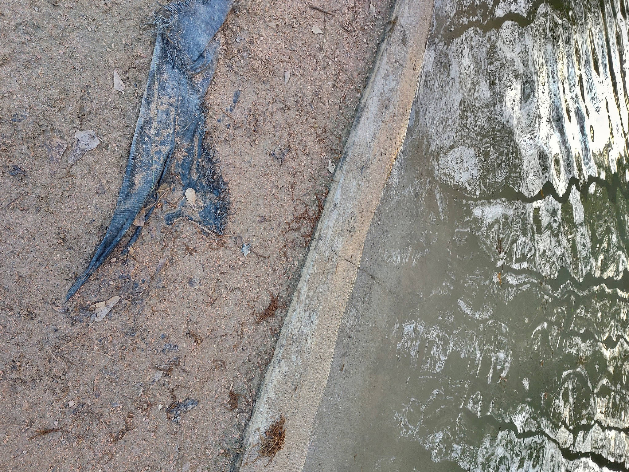 Jasper joined the competition — help win amazing prizes! asphalt, bedrock, cement, city, concrete, curb, fault, grass, grey, intrusion, outcrop, road_surface, rock, shadow, sidewalk, soil, tar, trunk, water, wood