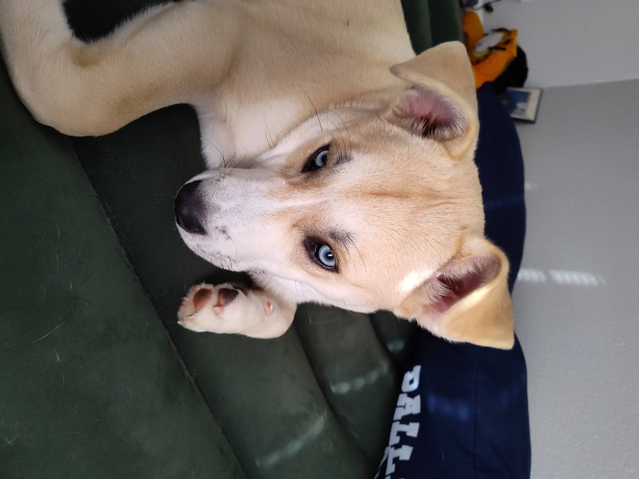 Jasper joined the competition — help win amazing prizes! canidae, carnivore, companion_dog, dog, dog_breed, ear, eyelash, fawn, fur, jaw, non_sporting_group, snout, sporting_group, whiskers, working_animal