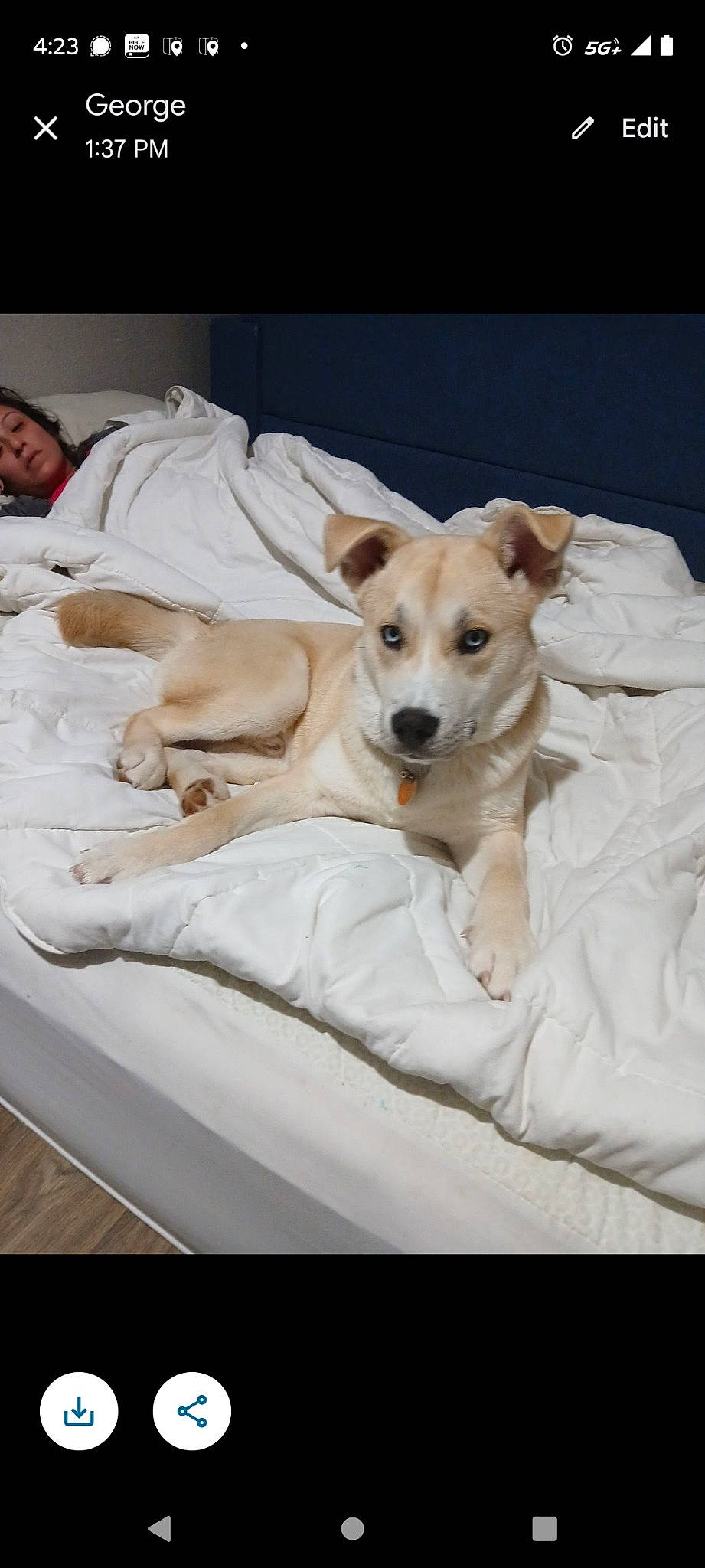 Jasper is registered to the contest to win money with this photo: bed, bedding, canidae, carnivore, chair, collar, comfort, companion_dog, couch, dog, dog_breed, dog_collar, dog_supply, fawn, fur, linens, paw, sporting_group, wood, working_animal