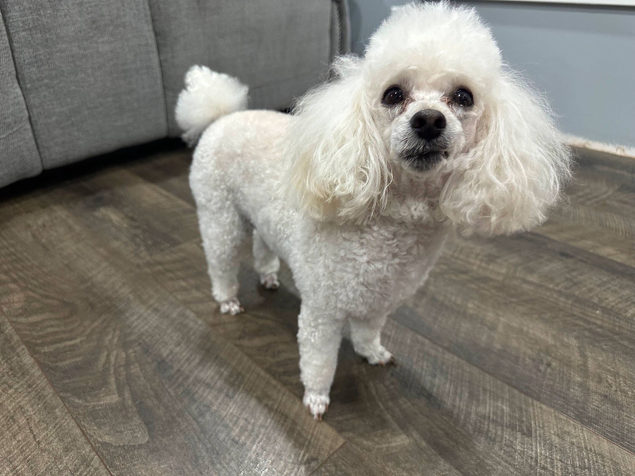 Cookie is registered to the contest to win money with this photo: canidae, carnivore, companion_dog, dog, dog_breed, dog_supply, fur, hardwood, maltepoo, poodle, poodle_crossbreed, puppy, snout, sporting_group, tail, terrier, toy_dog, water_dog, wood, working_animal