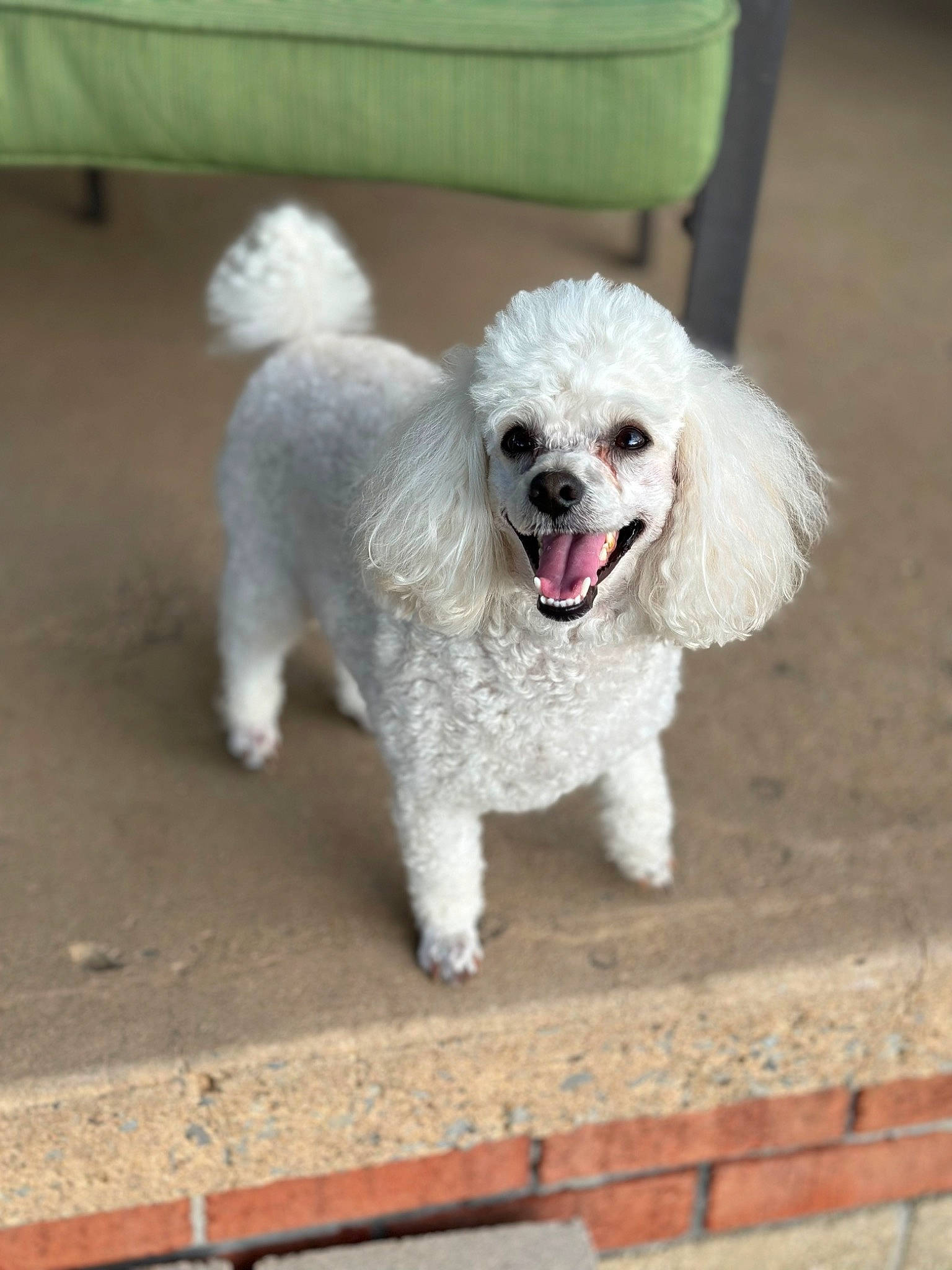 Cookie joined the competition — help win amazing prizes! bichon, canidae, carnivore, collar, companion_dog, dog, dog_breed, dog_collar, maltepoo, non_sporting_group, poodle, snout, sporting_group, terrier, toy_dog, water_dog, working_animal