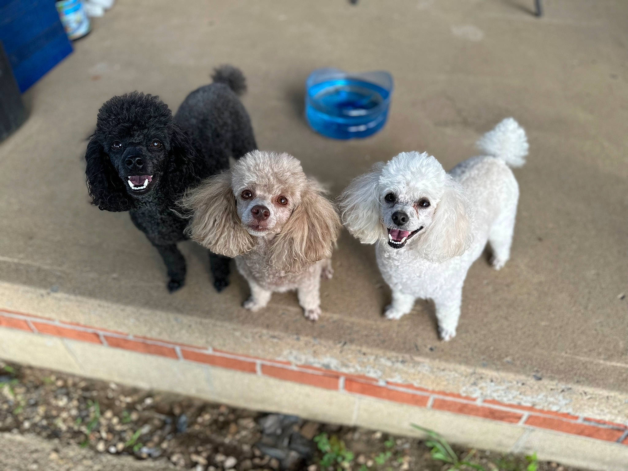 Cookie is registered to the contest to win money with this photo: blue, carnivore, collar, companion_dog, dog, dog_breed, dog_collar, dog_supply, fashion_accessory, labradoodle, maltepoo, pet_supply, poodle, poodle_crossbreed, shih_poo, snout, sporting_group, tail, toy_dog, working_animal