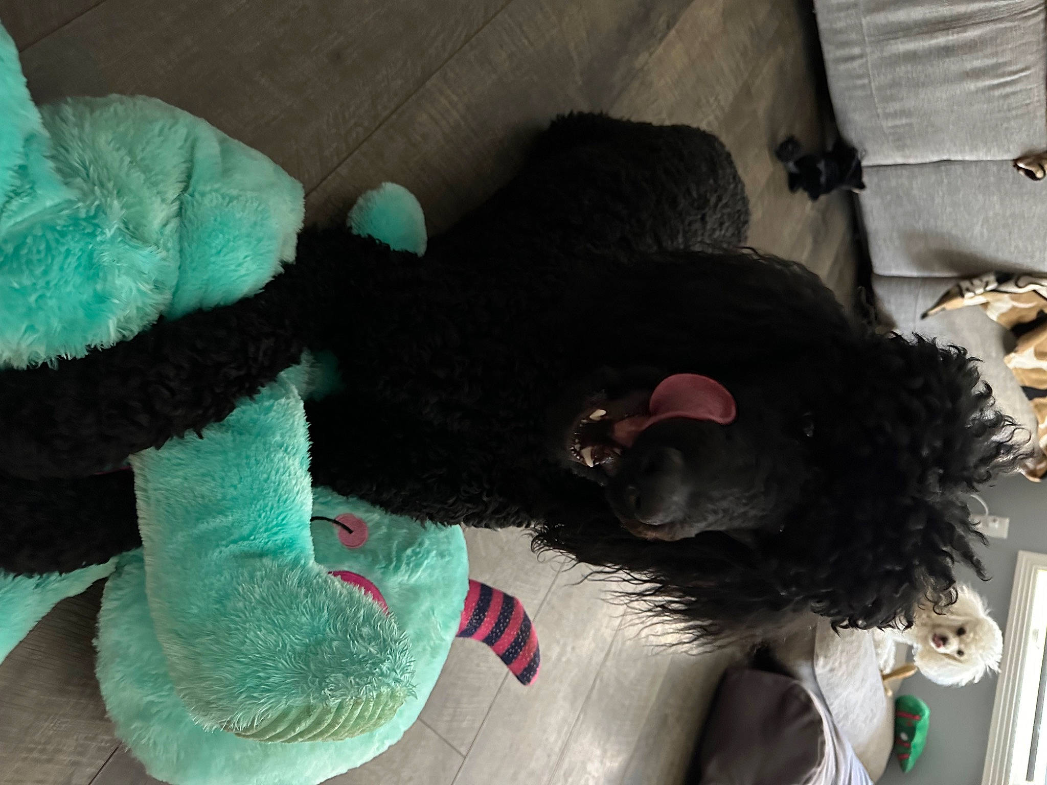 Annie Oakley joined the competition — help win amazing prizes! canidae, companion_dog, dog_breed, fur, mammal, non_sporting_group, plush, sporting_group, stuffed_toy, tail, toy, water_dog, wool