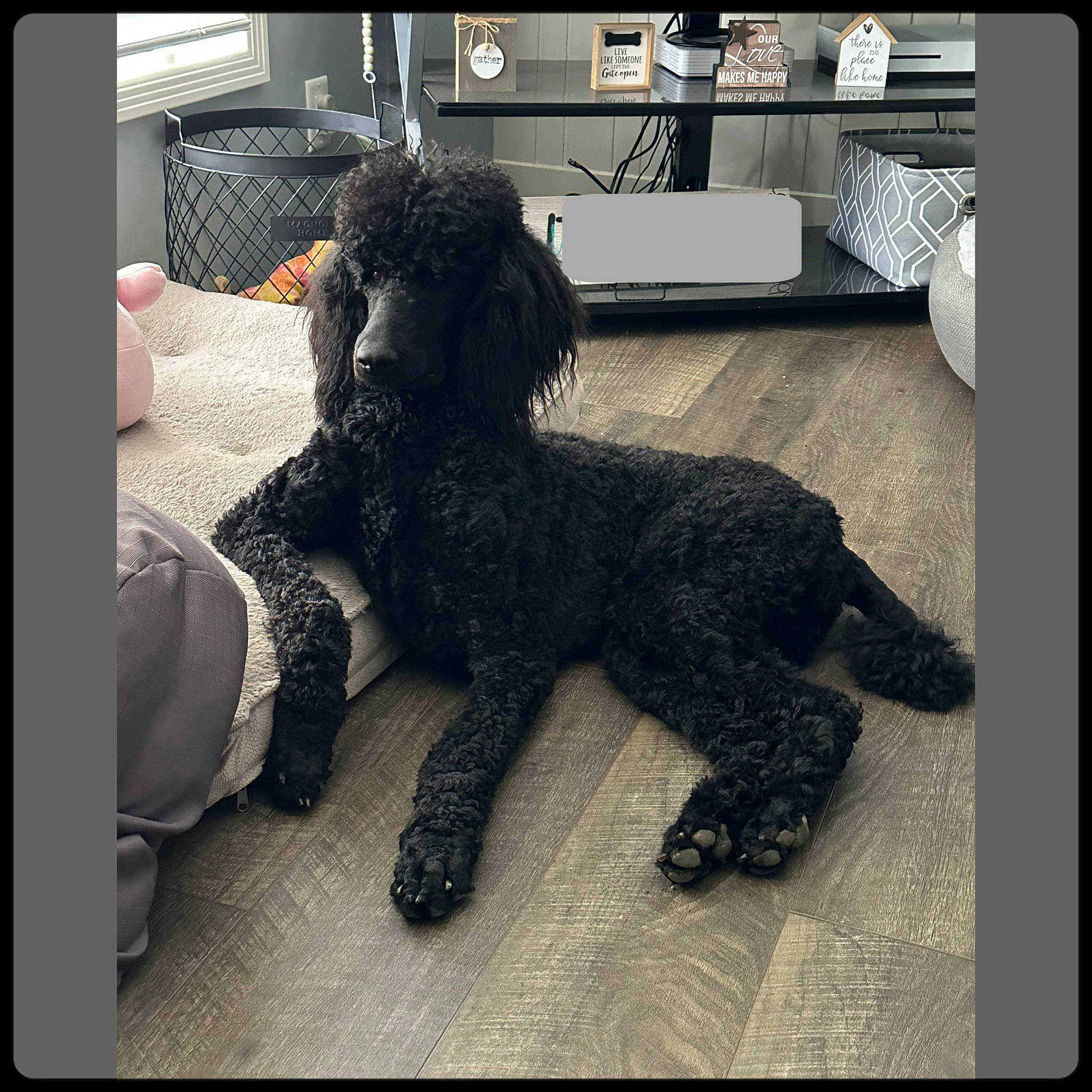 Annie Oakley is registered to the contest to win money with this photo: canidae, carnivore, companion_dog, dog, dog_breed, fur, mammal, metal, non_sporting_group, poodle, poodle_crossbreed, snout, sporting_group, standard_poodle, stuffed_toy, tail, terrier, toy, toy_dog, water_dog