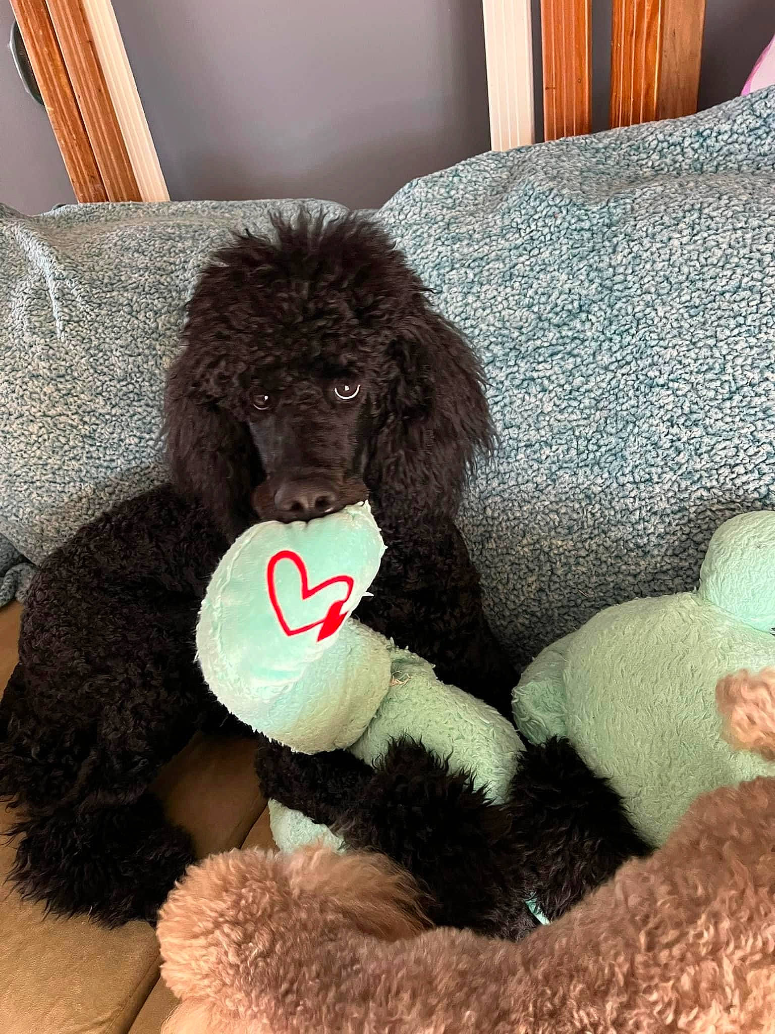 Annie Oakley is registered to the contest to win money with this photo: canidae, carnivore, comfort, companion_dog, dog, dog_breed, dog_supply, fur, liver, mammal, picture_frame, plush, poodle, sporting_group, standard_poodle, stuffed_toy, toy, toy_dog, water_dog, working_animal
