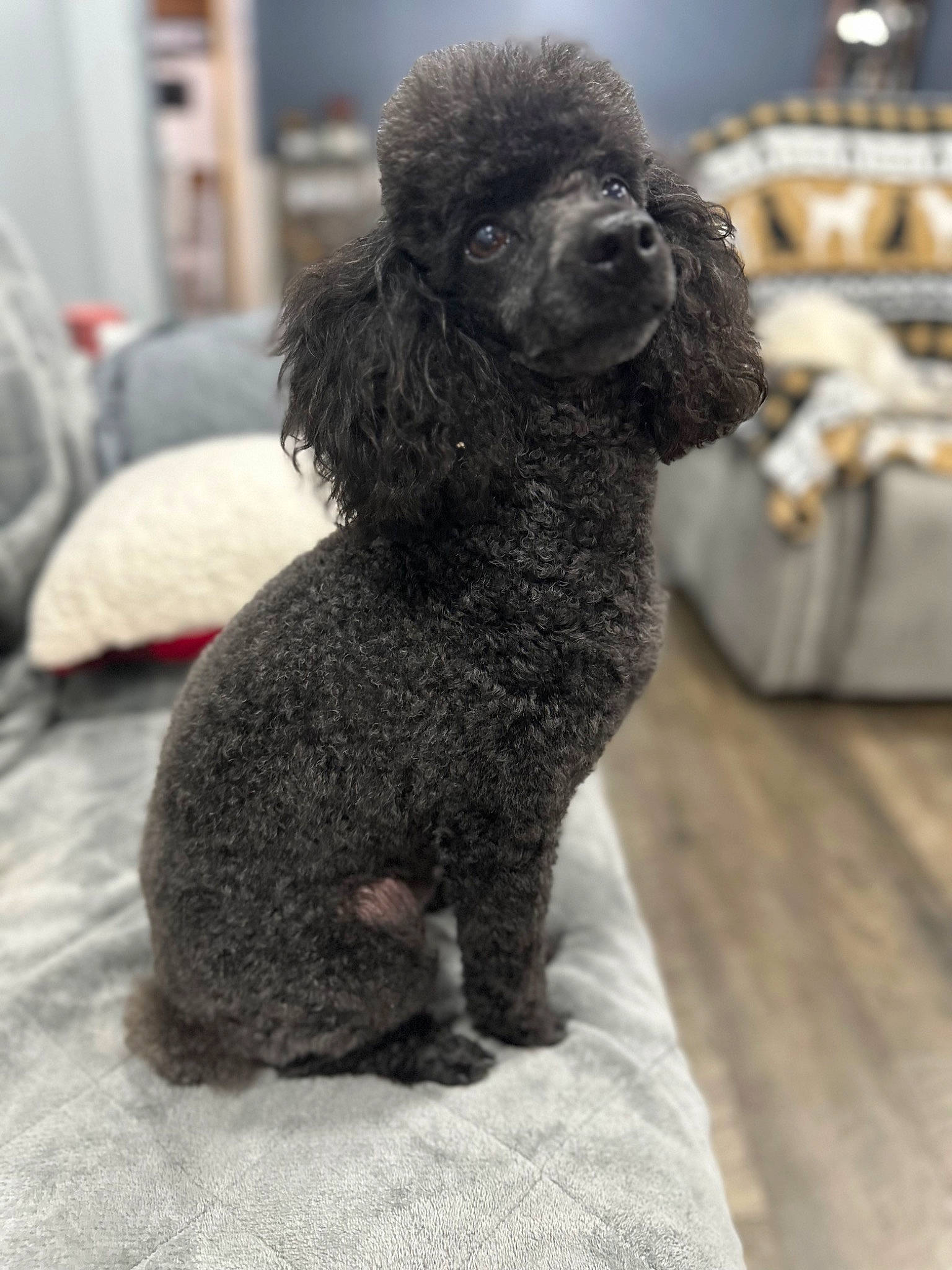 Smokey is registered to the contest to win money with this photo: canidae, carnivore, companion_dog, dog, dog_breed, fawn, flooring, fur, grey, liver, non_sporting_group, poodle, puppy, snout, sporting_group, standard_poodle, terrier, toy_dog, water_dog, working_animal