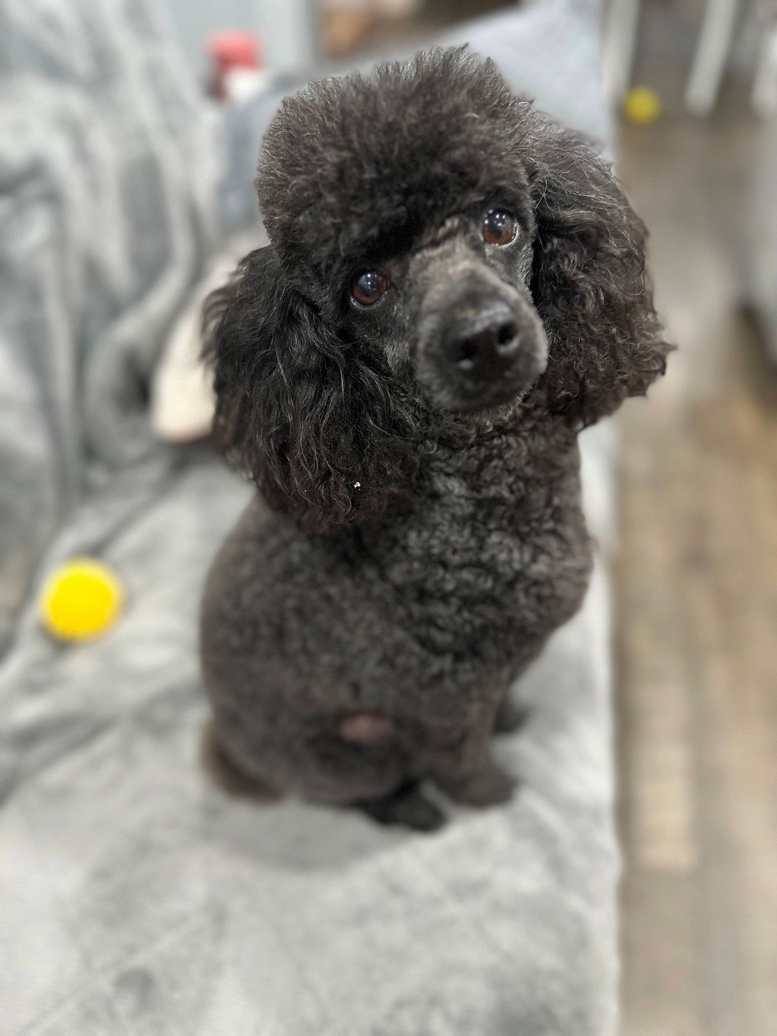 Smokey joined the competition — help win amazing prizes! canidae, carnivore, companion_dog, dog, dog_breed, fur, giant_dog_breed, grey, liver, non_sporting_group, poodle, snout, spaniel, sporting_group, standard_poodle, terrestrial_animal, terrier, toy_dog, water_dog, working_animal