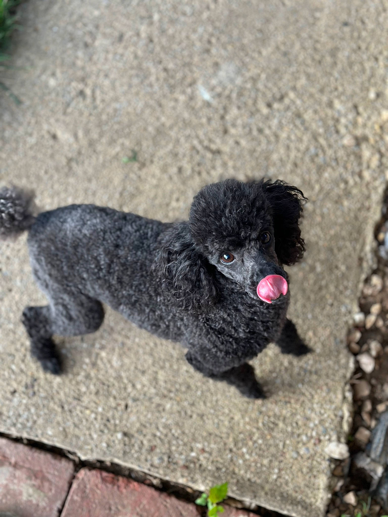 Smokey joined the competition — help win amazing prizes! canidae, carnivore, companion_dog, dog, dog_breed, fur, liver, non_sporting_group, paw, poodle, puppy, sheep, soil, sporting_group, standard_poodle, tail, terrestrial_animal, toy_dog, water_dog, working_animal