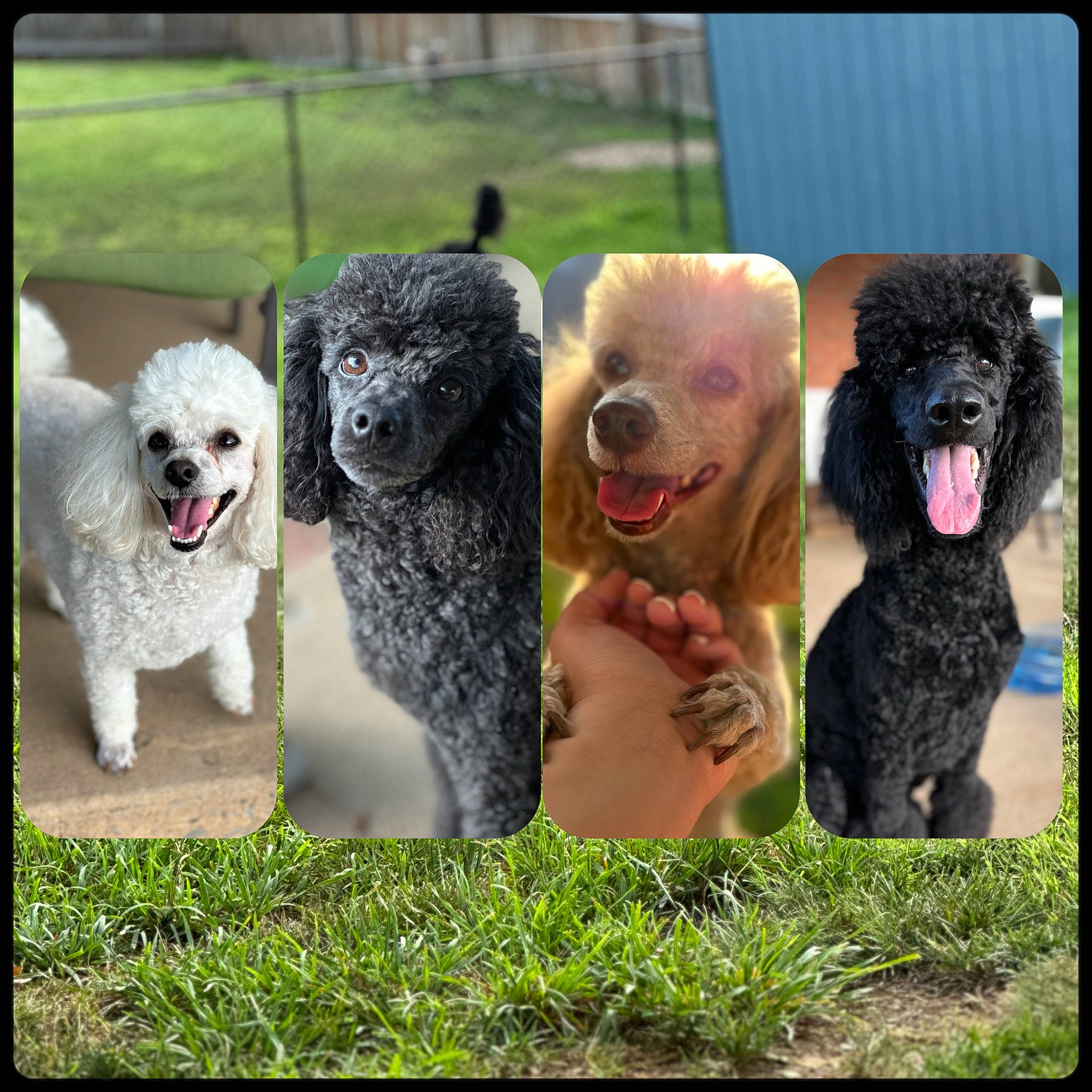 Autumn is registered to the contest to win money with this photo: art, canidae, carnivore, companion_dog, dog, dog_breed, fur, gesture, grass, happy, organism, plant, plush, snout, sporting_group, stuffed_toy, terrestrial_animal, toy, water_dog, working_animal