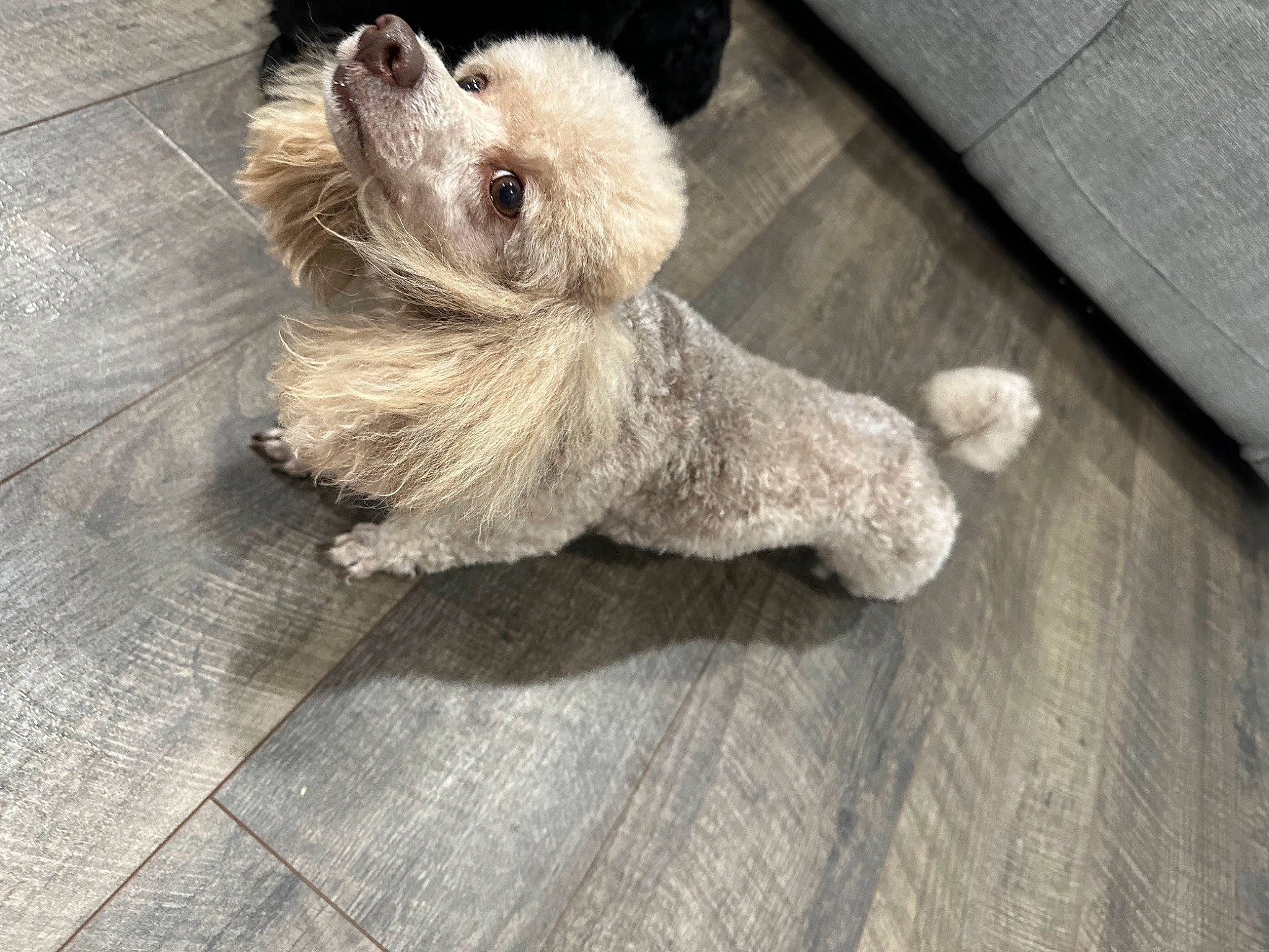 Autumn is registered to the contest to win money with this photo: canidae, carnivore, companion_dog, dog, dog_breed, dog_supply, fawn, flooring, fur, grey, hardwood, paw, snout, sporting_group, tail, terrestrial_animal, terrier, toy_dog, wood, working_animal